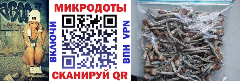 Псилоцибиновые грибы Psilocybe  Кингисепп 